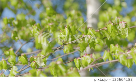 The Vibrant Green Leaves in Springtime beautifully showcase natures renewal and vivid colors The Vibrant Green Leaves in Springtime beautifully showcase natures renewal and vivid colors 125664188