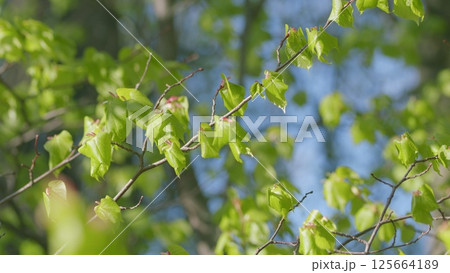 Vibrant, Lush Green Leaves Beautifully Set Against the Stunning Backdrop of a Clear Blue Sky Vibrant, Lush Green Leaves Beautifully Set Against the Stunning Backdrop of a Clear Blue Sky 125664189