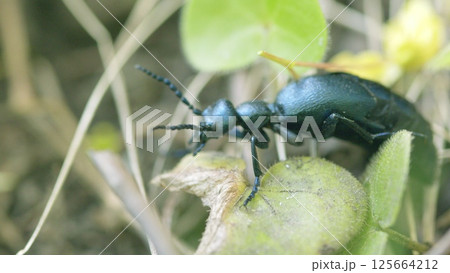 A CloseUp View of a Vibrant Beetle Nestled Among the Green Leafy Foliage of Nature 125664212