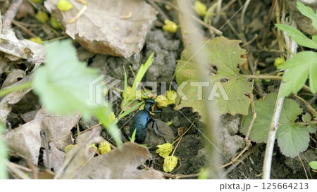 An Insect Discovery Amidst the Leafy Ground Cover of a Vibrant Ecosystem in Nature 125664213