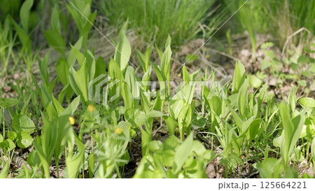 The Lush and Vibrant Green Plant Growth Flourishing Beautifully in Its Natural Environment The Lush and Vibrant Green Plant Growth Flourishing Beautifully in Its Natural Environment 125664221