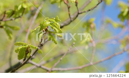 Fresh Green Leaves Glistening on Branch against Clear Blue Sky Above, a Perfect Day Fresh Green Leaves Glistening on Branch against Clear Blue Sky Above, a Perfect Day 125664224