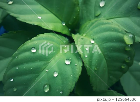 Close-Up Watercolor of Leaves with Dew Drops 125664330