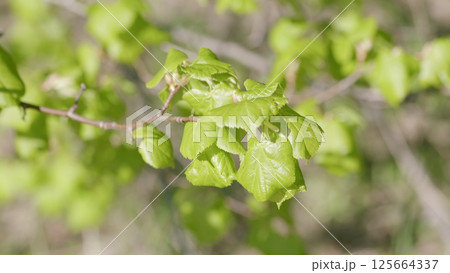 Vibrant and lush green leaves gracefully flourish on a branch during the bright spring season 125664337