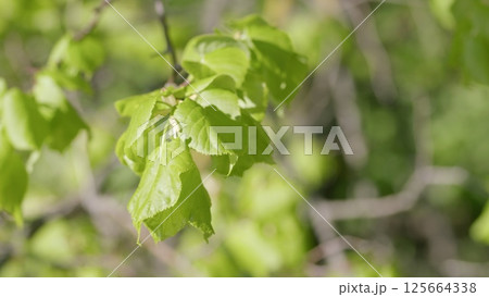 Vibrant Green Leaves Set Against a Soft and Dreamy Background for a Captivating View 125664338