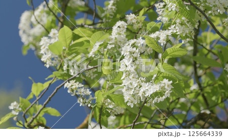 Blooming White Flowers Beautifully Against a Clear Blue Sky in the Open Outdoors 125664339