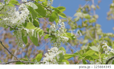 A Beautiful Blooming White Flowering Tree in the Enchanting Spring Season of Nature 125664345