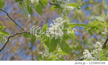 A Stunning Beautiful White Flowering Tree with Lush Green Leaves Flourishing in Springtime A Stunning Beautiful White Flowering Tree with Lush Green Leaves Flourishing in Springtime 125664346