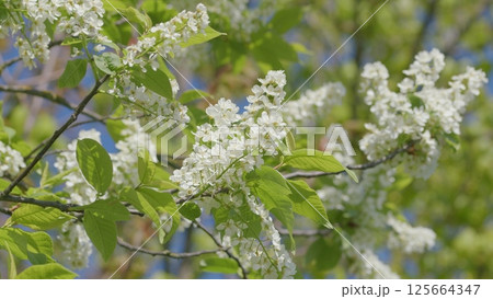 A Beautiful and Blossoming White Flowering Tree That Captivates in the Beautiful Spring A Beautiful and Blossoming White Flowering Tree That Captivates in the Beautiful Spring 125664347