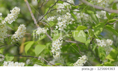 The Beautiful Blossom Foliage in Springtime is truly a sight to behold in natures embrace The Beautiful Blossom Foliage in Springtime is truly a sight to behold in natures embrace 125664363