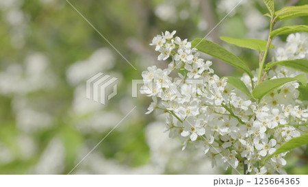 The Beautiful White Flower Blossoms Gracefully in the Wonder of Natures Splendor The Beautiful White Flower Blossoms Gracefully in the Wonder of Natures Splendor 125664365