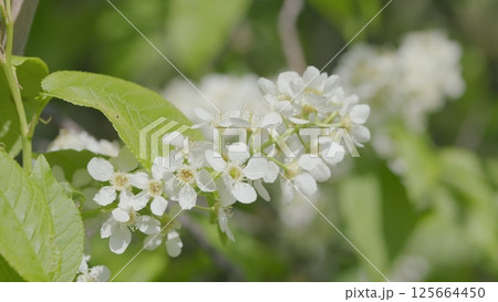Delicate White Flowers Nestled Among Lush Green Leaves in the Warmth of Spring Season 125664450