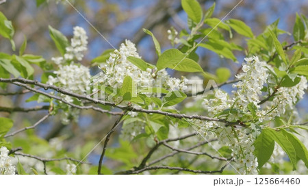 The Beautiful Blooming White Flowers in the Springtime Create a Vibrant Atmosphere The Beautiful Blooming White Flowers in the Springtime Create a Vibrant Atmosphere 125664460