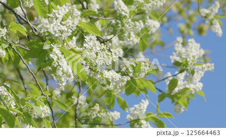 Beautiful Blooming White Flowers on a Branch Against a Clear and Bright Blue Sky Above Beautiful Blooming White Flowers on a Branch Against a Clear and Bright Blue Sky Above 125664463