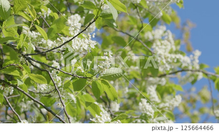 A breathtaking and stunning display of vibrant white flowers against a brilliant blue sky 125664466