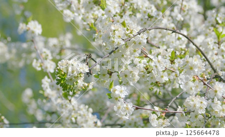 The Blossoming Cherry Trees in Springtime create a stunning visual of vibrant beauty The Blossoming Cherry Trees in Springtime create a stunning visual of vibrant beauty 125664478
