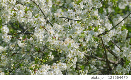 Vibrantly Blooming Cherry Blossom Branches Against the Beautiful Backdrop of the Spring Season Vibrantly Blooming Cherry Blossom Branches Against the Beautiful Backdrop of the Spring Season 125664479