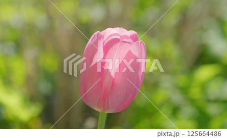 A Beautiful Pink Tulip in Soft Focus Captured in a Very Aesthetically Pleasing Way That Appeals 125664486