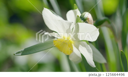 A Stunningly Beautiful White Daffodil Flower in Full Bloom at Springtime in the Lush Garden 125664496