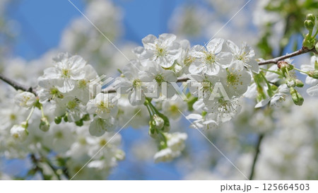 The Beautiful Blooming Cherry Blossoms Stand Out Against a Clear and Bright Blue Sky Above The Beautiful Blooming Cherry Blossoms Stand Out Against a Clear and Bright Blue Sky Above 125664503