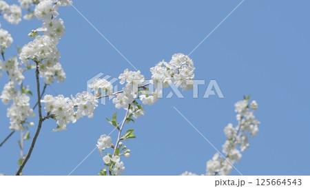 A Stunningly Vibrant Display of Blooming White Flowers Set Against a Bright Blue Sky Above A Stunningly Vibrant Display of Blooming White Flowers Set Against a Bright Blue Sky Above 125664543