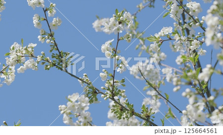 Exquisite White Blossoms Set Against a Stunningly Clear Blue Sky in a Peaceful Setting 125664561
