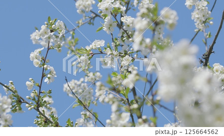 The Beautiful White Blossoms Blooming Against a Clear and Bright Blue Sky Above Us All 125664562