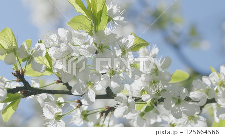The Beautiful Blossoming White Flowers in Springtime Are Truly Stunning and Delightful 125664566