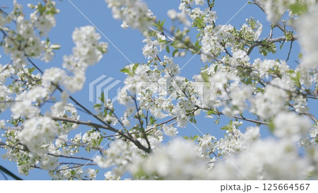 The Stunningly Beautiful and Blooming Cherry Blossoms Set Magnificently Against a Bright Blue Sky 125664567