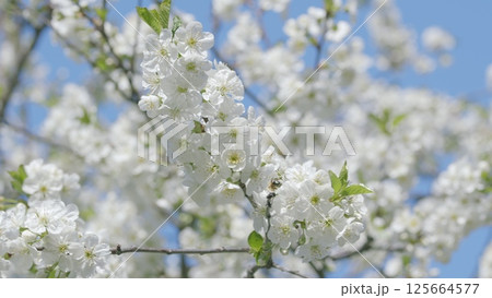 The Beautifully Blooming White Flowers Stand Out Vibrantly Against the Clear Blue Sky Above The Beautifully Blooming White Flowers Stand Out Vibrantly Against the Clear Blue Sky Above 125664577