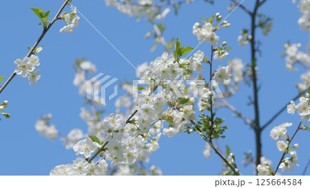 The cherry blossoms bloom vibrantly against a clear blue sky, showcasing natures elegance 125664584