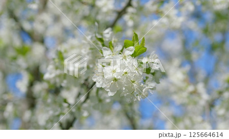 A stunningly beautiful White Blossom Tree in full bloom during the enchanting springtime season 125664614