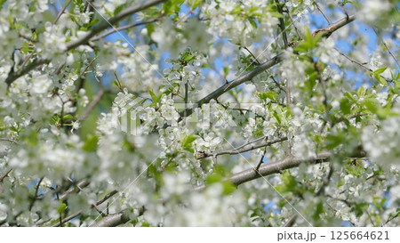 Cherry trees in spring bloom with vibrant colors and delicate petals, bringing joy to nature Cherry trees in spring bloom with vibrant colors and delicate petals, bringing joy to nature 125664621