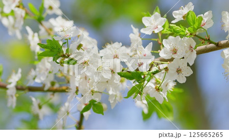 Stunning and Beautiful White Cherry Blossom Branches in Full Bloom During Spring Season Stunning and Beautiful White Cherry Blossom Branches in Full Bloom During Spring Season 125665265