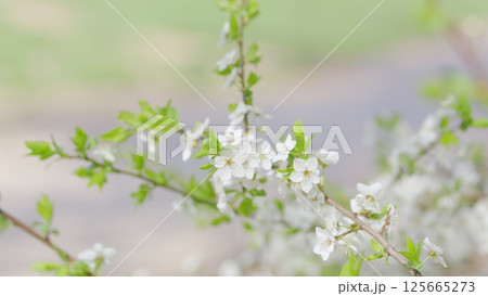 The Beautiful and Delicate White Blossoms on Branches Amid the Freshness of Spring 125665273