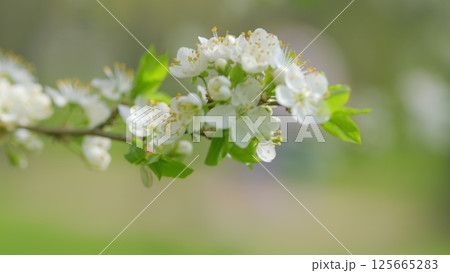 A Delicate White Flowering Branch in Full Bloom, Showcasing Natures Stunning Beauty 125665283