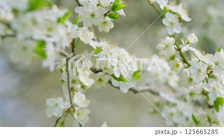 Beautiful blossoming white flowers elegantly adorning and enhancing a branch in nature 125665285