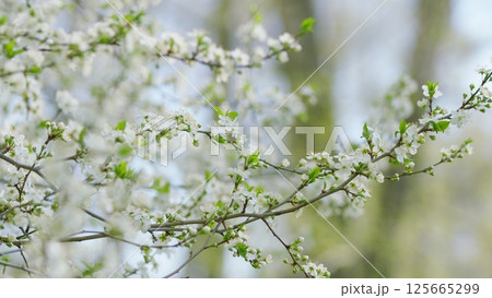 The Blooming Branches of Spring Flowering Trees Provide a Magical View of Nature 125665299