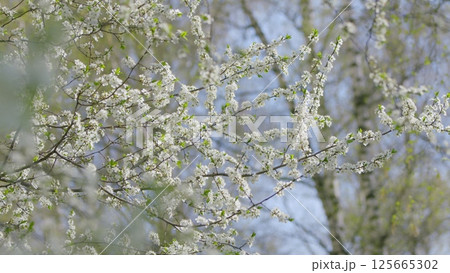 The Beautiful Blossoming Cherry Trees Are in Full Bloom During the Enchanting Springtime Season 125665302