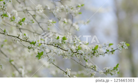 In the delightful season of spring, delicate and beautiful blossoms adorn branches in nature 125665303