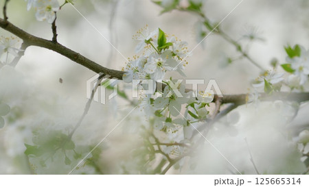Delicate and Lovely Blossoms on Branches During the Beautiful Season of Springtime Delicate and Lovely Blossoms on Branches During the Beautiful Season of Springtime 125665314
