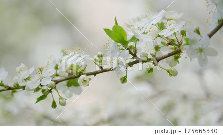 A Beautiful Delicate Cherry Blossom Branch Displaying Stunning Blooms in Full Bloom A Beautiful Delicate Cherry Blossom Branch Displaying Stunning Blooms in Full Bloom 125665330