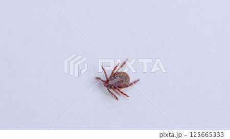 A CloseUp Examination of a Tick Displayed Clearly on a Pristine White Surface or Background 125665333