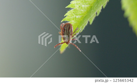 CloseUp of a Tick on a Green Leaf in Its Natural Habitat, Showcasing Natures Intricacies 125665342
