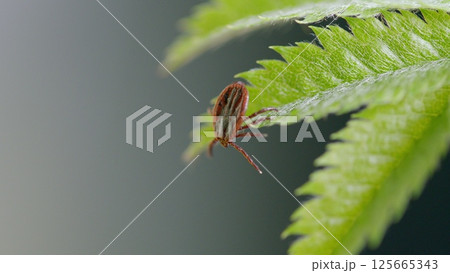 A CloseUp View of a Tick on a Leaf Situated within its Natural Habitat in Nature 125665343