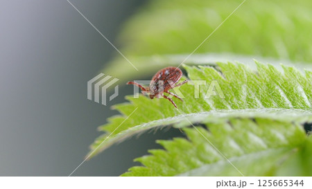 A CloseUp Image of a Tick Settled on a Leaf Found in the Beautiful Outdoors of Nature 125665344