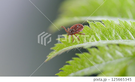 A detailed closeup image showcasing a tick resting on a vibrant green leaf surface 125665345