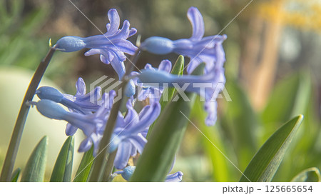 Close-up of hyacinth blooming. Vintage style 125665654