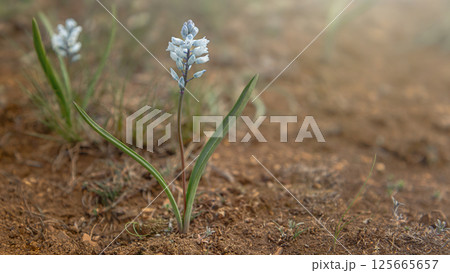 Hyacinthium officinale bloom. The quiet beauty of nature. Blurred natural background 125665657