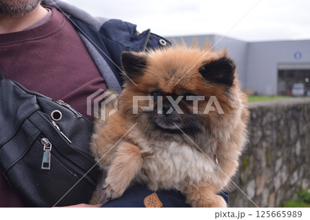 A man holds a Pomeranian Spitz in his arms in nature. The concept of love for a pet, caring for it 125665989